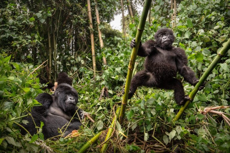 A Guide to Gorilla Trekking Safaris in Africa